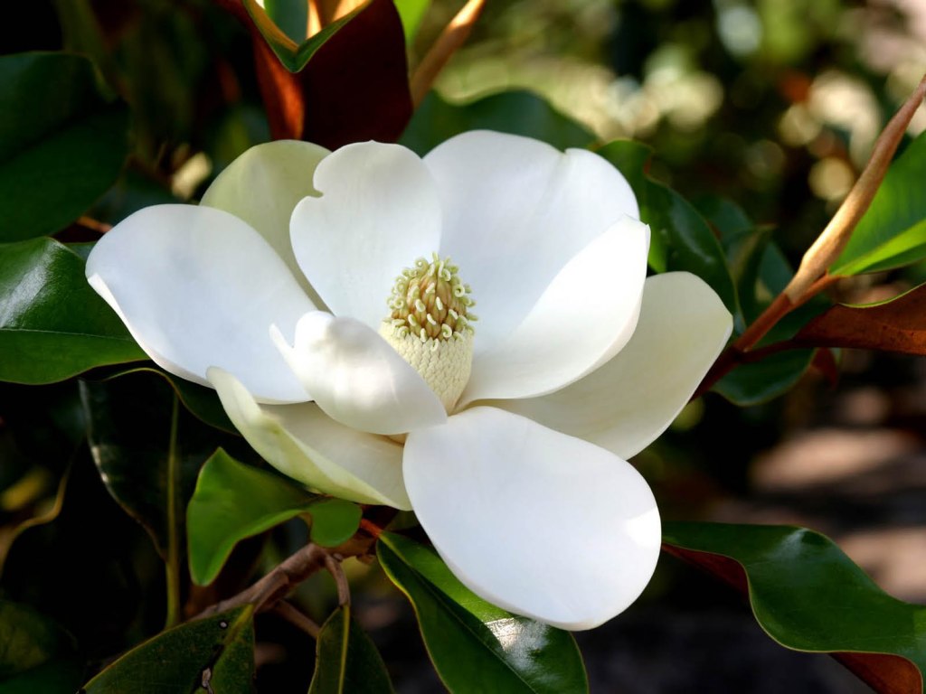Magnolia